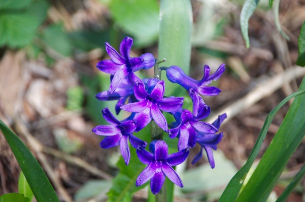 Narcisse bleue Photo stock libre - Public Domain Pictures