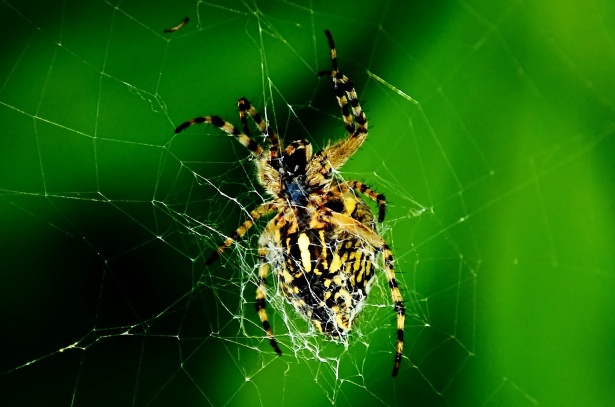 Spider Crusader Free Stock Photo - Public Domain Pictures