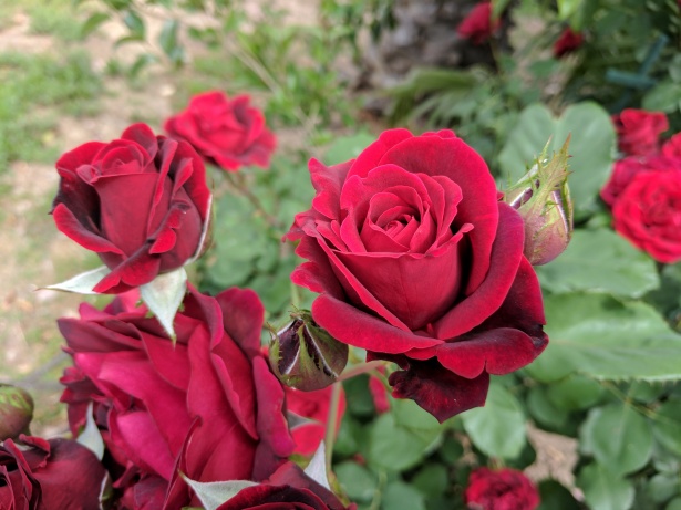 Krzak róży Darmowe zdjęcie - Public Domain Pictures