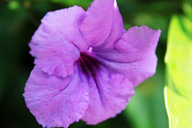 Violett blomma Gratis Stock Bild - Public Domain Pictures