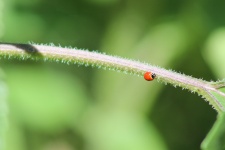 A Spotless Ladybug
