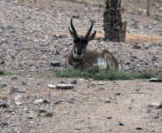 An Antelope