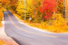 Autumn Forest With A Road