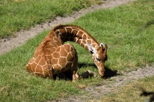 Baby Giraffe At Zoo
