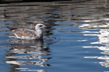 Baby Gull In Lake