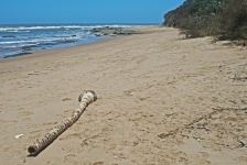 Beach With Driftwood