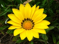 Beautiful Yellow Petals Flower