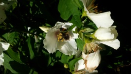 Bee In White Flower