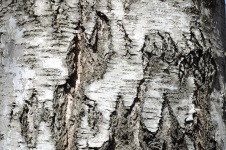 Birch Bark Background