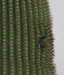 Bird In Saguaro Cactus