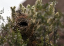 Bird Nest In Cactus
