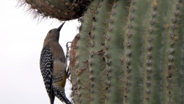 Bird On Saguaro Cactus