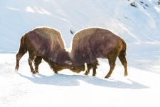 Bison Buffalo