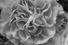 Black And White Curly Petals