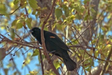 Blackbird In Tree