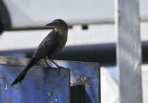 Blackbird On Water Faucet
