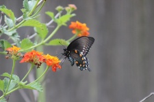 Blue Pipevine Swallowtail
