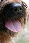 Briard Dog Snout Tongue