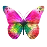 Bright Pink Butterfly