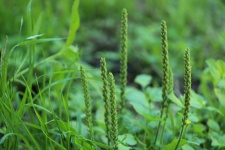 Broadleaf Plantain Grass