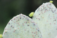 Cactus Bug Invasion