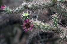 Cactus Flower And Spider Web