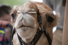 Camel Muzzle