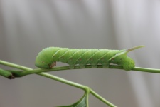 Caterpillar, Ceratomia Undulosa