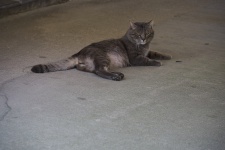 Tabby Cat On The Ground