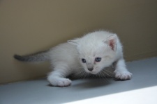 Kitten Baby Cat Feline Cute Little