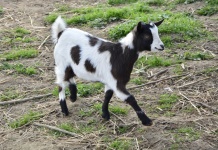 Goat, Black And White
