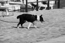 Dog On Leash
