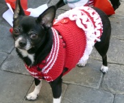 Chihuahua In Red Outfit