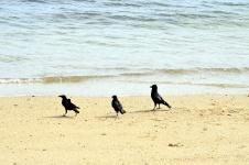 Crows On The Beach