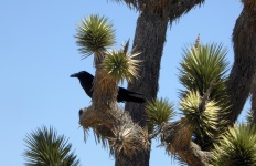 Crow In Cactus