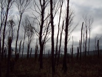 Desolate Forest