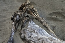 Driftwood In Sand