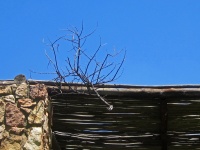 Dry Branch Stuck On Verandah Roof