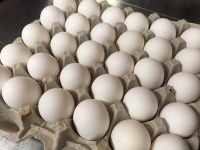 Eggs In A Row