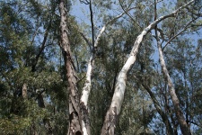 Eucalyptus Tree Trunks