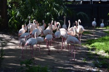 Flamingos In The Wild