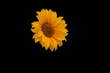 Flower Of Sunflower