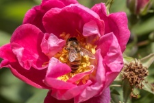Flower And Bee