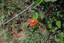 Flowering Lantana