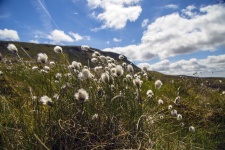 Flowers Of Cotton Grass