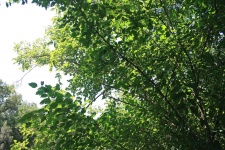 Foliage On Tree Canopy