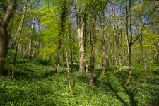Forest In Skipton
