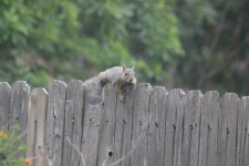 Fox Squirrel Straddling Fence