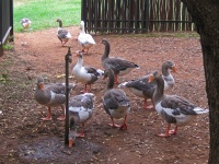 Geese Gathering Around Water Tap