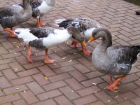 Geese On Paving